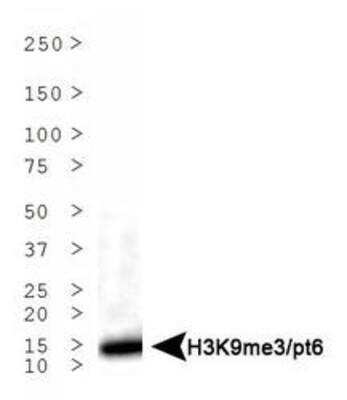 Western Blot: Histone H3 [p Thr6, Trimethyl Lys9] AntibodyBSA Free [NB21-1054]